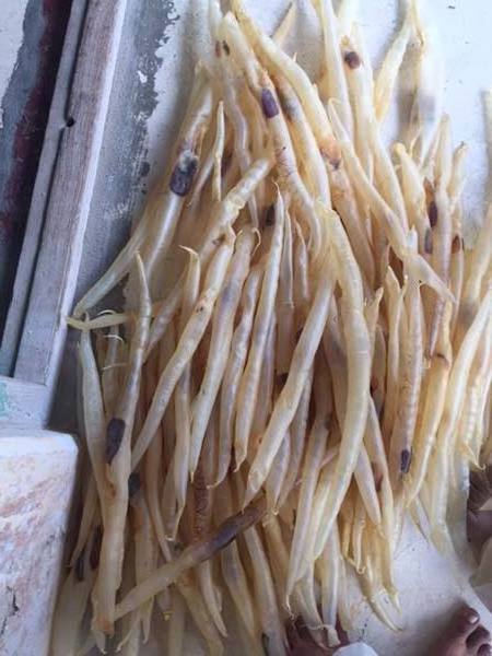 Dried Fish Maw / Dried Catfish Maw CHEAPEST PRICE