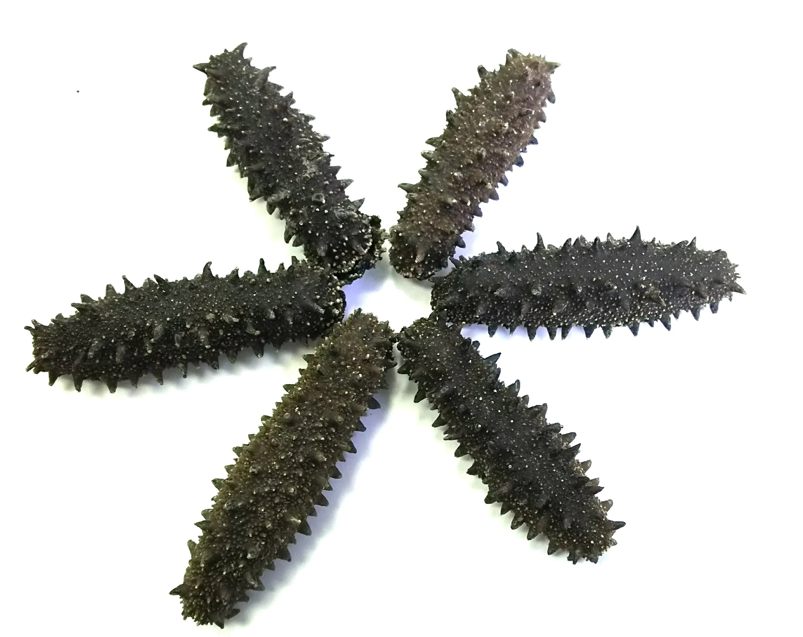 Amazing Factory Supply Hot Sale Dried Sea Cucumber 10:1 Sea Cucumber best wholesale market prices