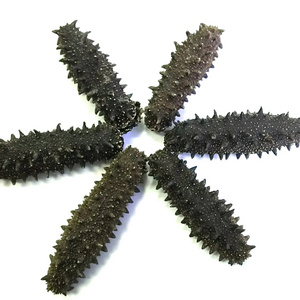 Amazing Factory Supply Hot Sale Dried Sea Cucumber 10:1 Sea Cucumber best wholesale market prices