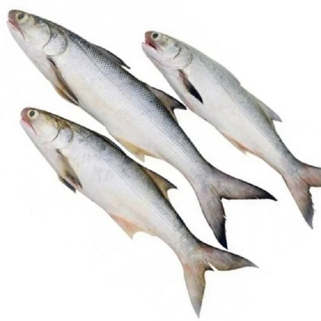 High Quality Fresh Salmon  cart Fish For Sale Wholesale Frozen Fish Pink Fresh Salmon Fish Salmon for sale