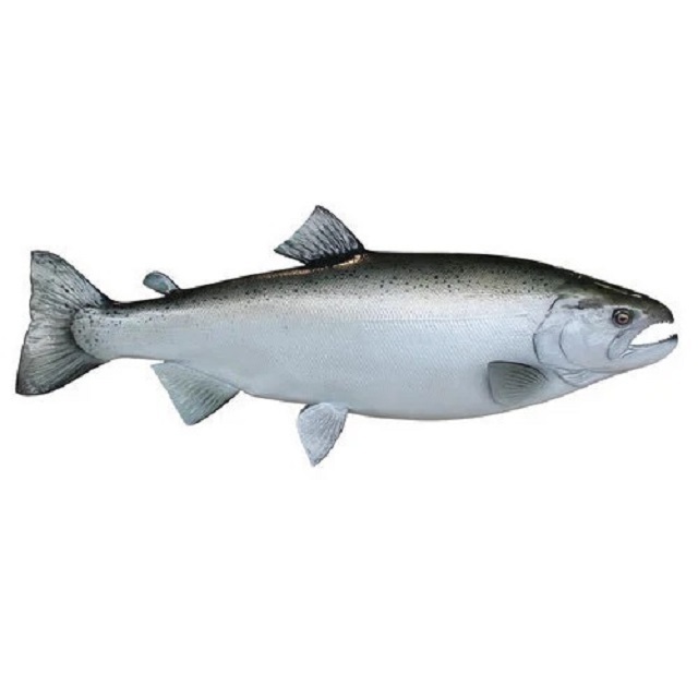 High Quality Fresh Salmon  cart Fish For Sale Wholesale Frozen Fish Pink Fresh Salmon Fish Salmon for sale