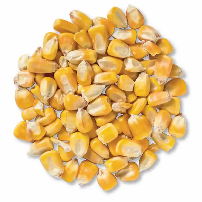 Hot Selling Yellow Corn in bulk for Animal Feeding   / Bulk Yellow Corn for Animal Feeding from China