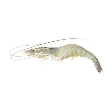 Fresh Water Lobster / Fresh Shrimp Frozen Lobster / Frozen Lobster Tail for sale in good price frozen lobster