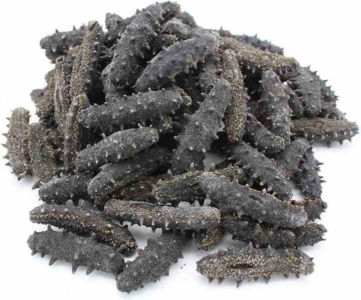 Frozen Sea Cucumber / Fresh Sea Cucumber Best Wholesale Priced Dried & Frozen Sea Cucumber