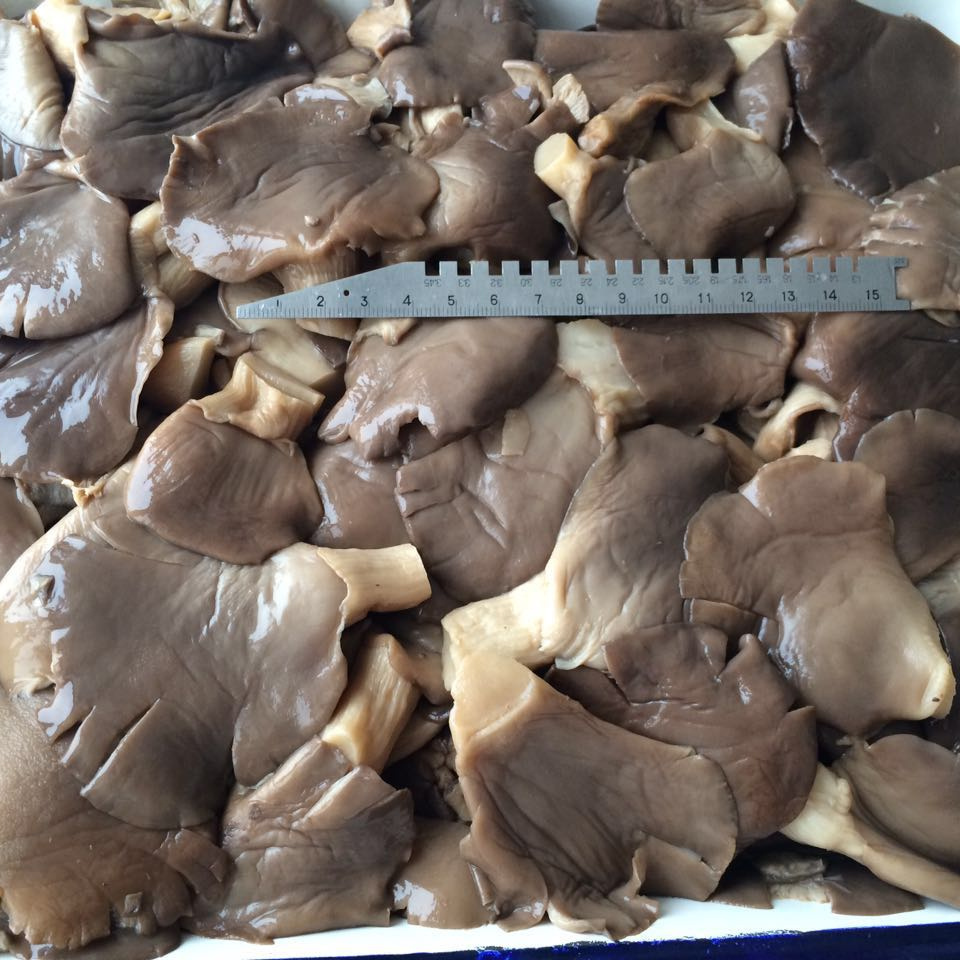 canned oyster mushroom good quality in EU market  425mlx24tins