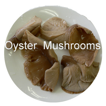 canned oyster mushroom good quality in EU market  425mlx24tins