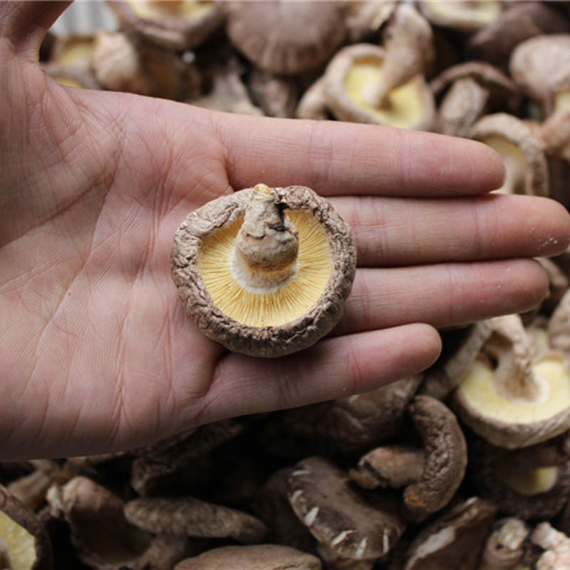 Bulk Crop Dried Log White Flower Shiitake Mushroom Flower Mushroom For Sale