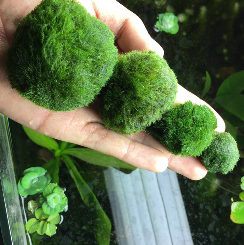 Moss Balls Fish Tank Aquarium Decorations Plants for Aquatic Pets