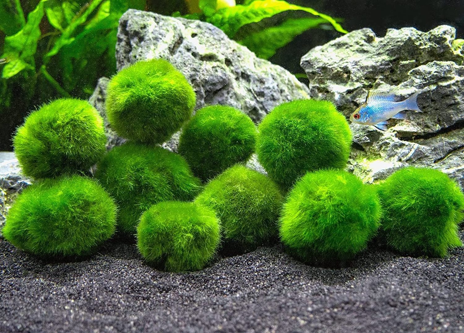 Moss Balls Fish Tank Aquarium Decorations Plants for Aquatic Pets