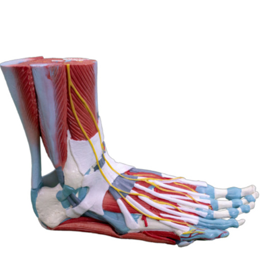 Life Size Human Muscle Foot Model(7 Parts)