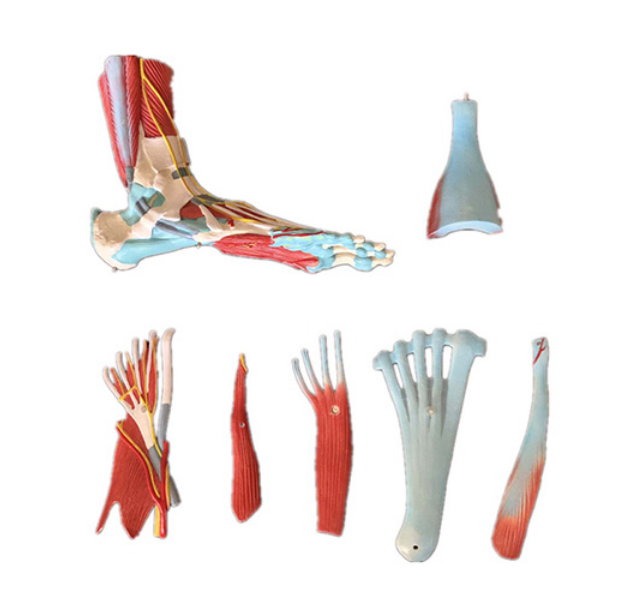 Life Size Human Muscle Foot Model(7 Parts)