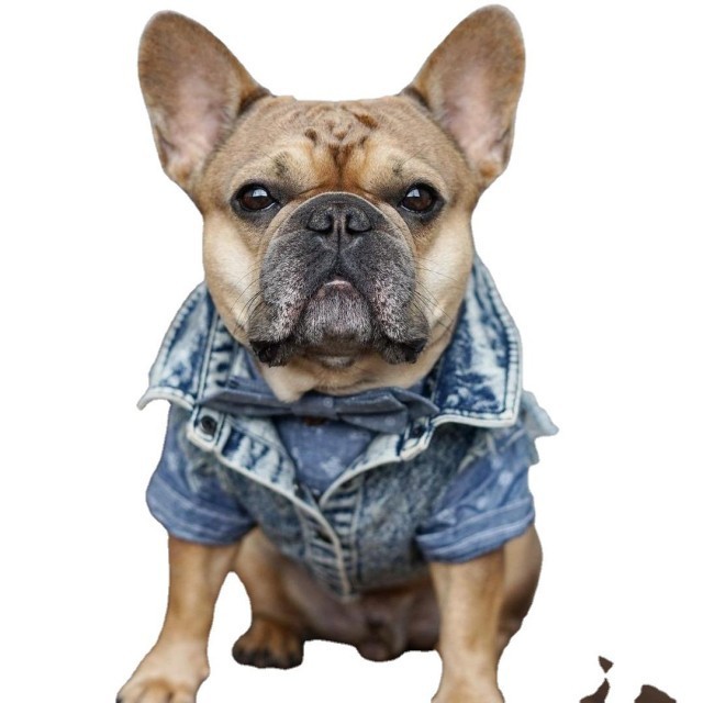 Teddy French Bulldog Schnarikki Small Dog Winter Jacket Trendy Brand Blue Denim Coat for Dogs XL Size for Spring Season