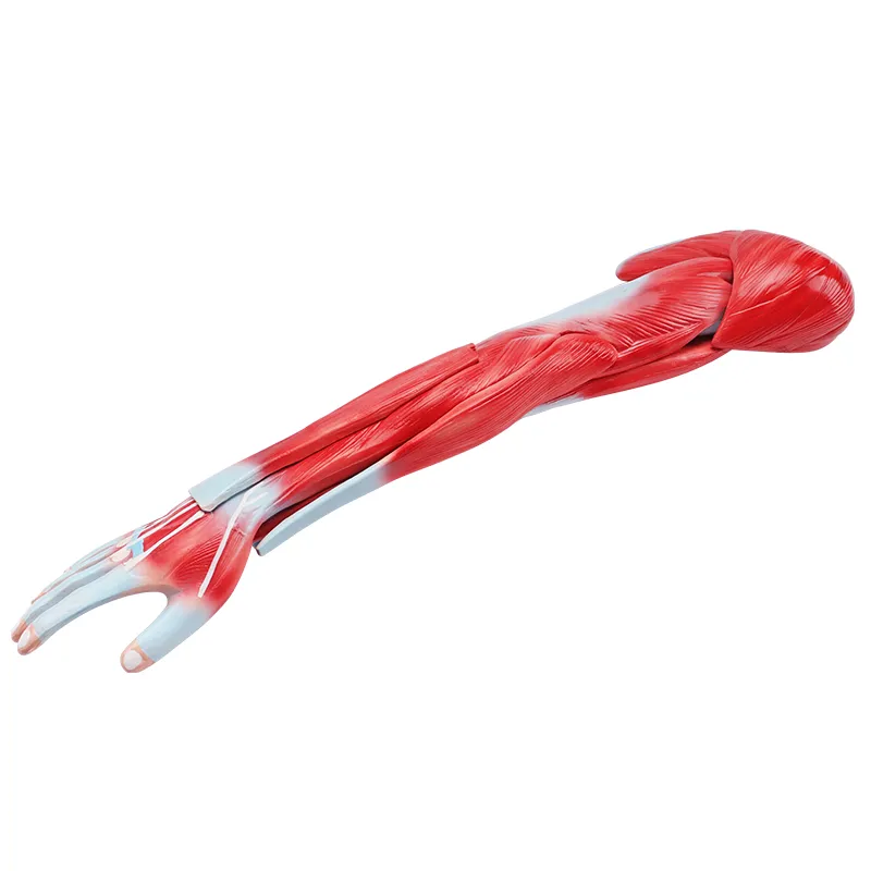 Human Upper Limb Muscle Anatomical Model Arm Muscle Anatomical Model  for  Medical School Teaching Science