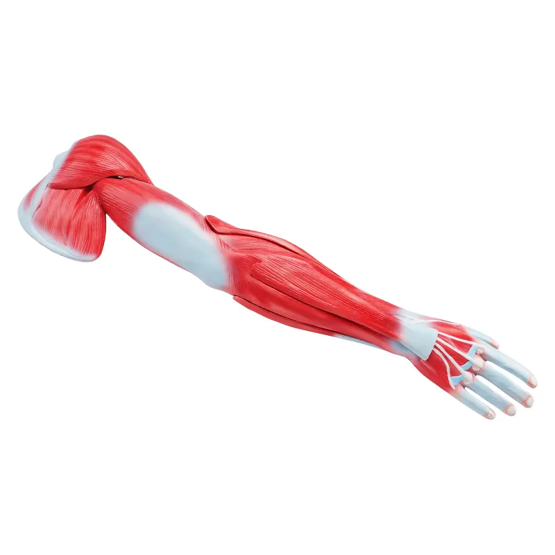 Human Upper Limb Muscle Anatomical Model Arm Muscle Anatomical Model  for  Medical School Teaching Science