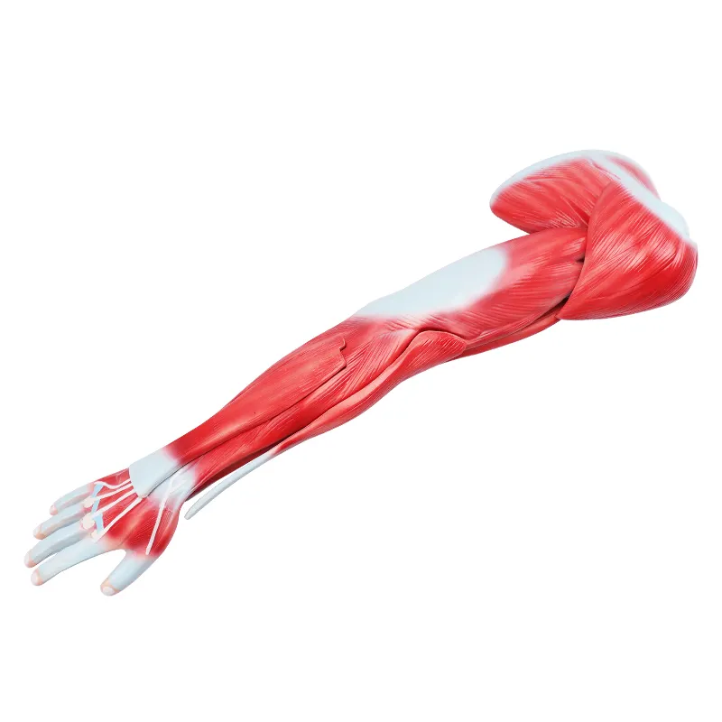 Human Upper Limb Muscle Anatomical Model Arm Muscle Anatomical Model  for  Medical School Teaching Science