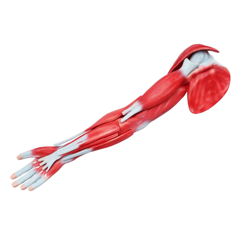 Human Upper Limb Muscle Anatomical Model Arm Muscle Anatomical Model  for  Medical School Teaching Science