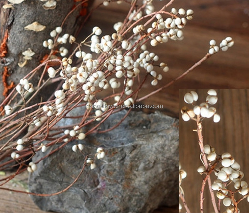 Natural Tallow Tree Stems white bean branch spray twig