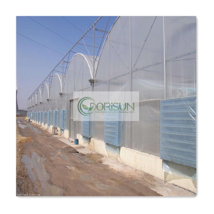 Hydroponic Tomato System Cedar Double Wall High Pressure Sodium Lights Rain Shelter Greenhouse With Low Cost