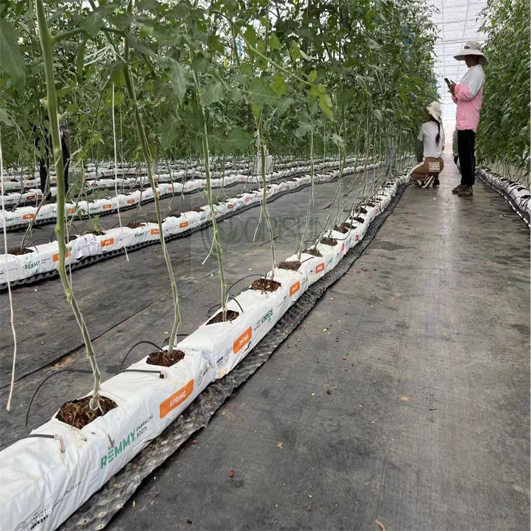 Greenhouse Tomato Potato Strawberry Tree Nursery Planting Drip Irrigation Hydroponic System Dutch Bucket