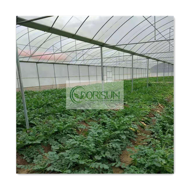 Hydroponic Tomato System Cedar Double Wall High Pressure Sodium Lights Rain Shelter Greenhouse With Low Cost