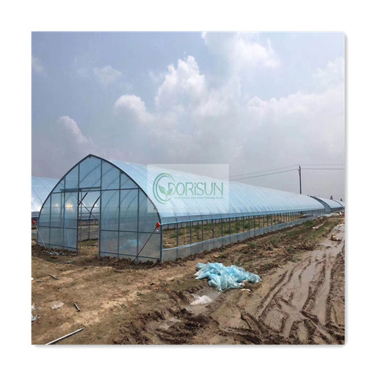 Plant Walk-In Low Cost Agricultural Commercial Hydroponic Co2 Generator Prices Agricultural Greenhouses