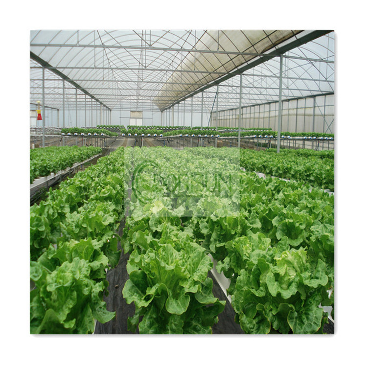 Commercial Smart Greenhouse Fully Automatic Garden Indoor Hydroponics Systems For Growing Plants