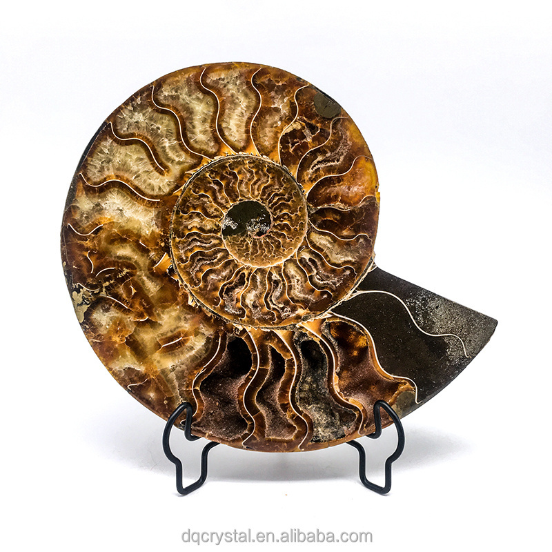 Wholesale Natural high quality Crystal Ammonite Fossil Quartz Crystal Craft Stone Ammonite Fossil Slice For decoration