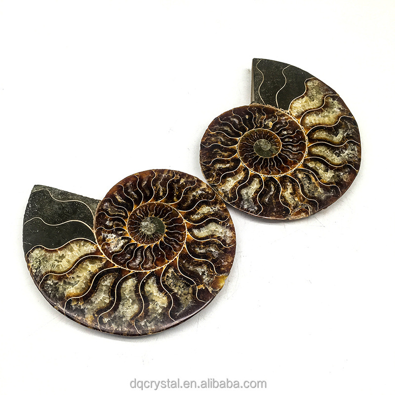 Wholesale Natural high quality Crystal Ammonite Fossil Quartz Crystal Craft Stone Ammonite Fossil Slice For decoration