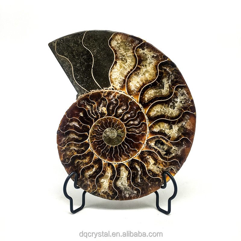 Wholesale Natural high quality Crystal Ammonite Fossil Quartz Crystal Craft Stone Ammonite Fossil Slice For decoration