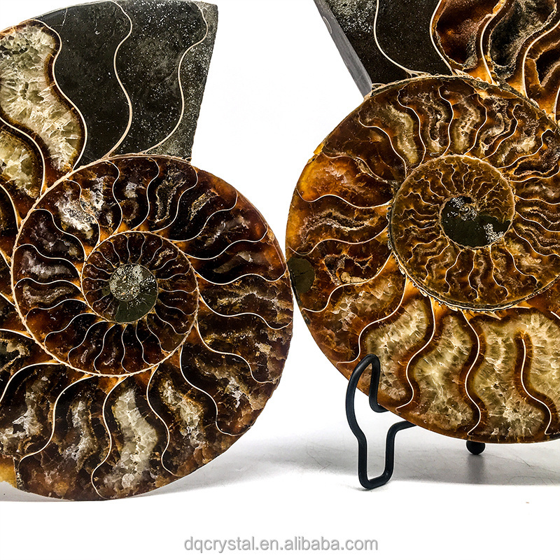 Wholesale Natural high quality Crystal Ammonite Fossil Quartz Crystal Craft Stone Ammonite Fossil Slice For decoration