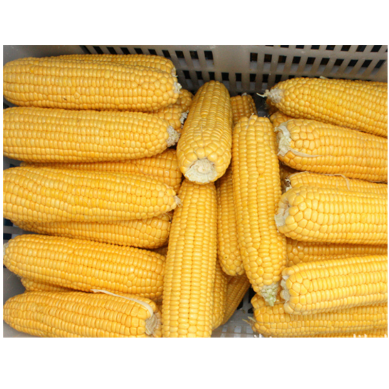 New Season IQF Frozen Grain Yellow Sweet Corn Cob Wholesale Frozen Sweet Corn