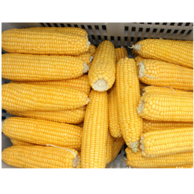 New Season IQF Frozen Grain Yellow Sweet Corn Cob Wholesale Frozen Sweet Corn