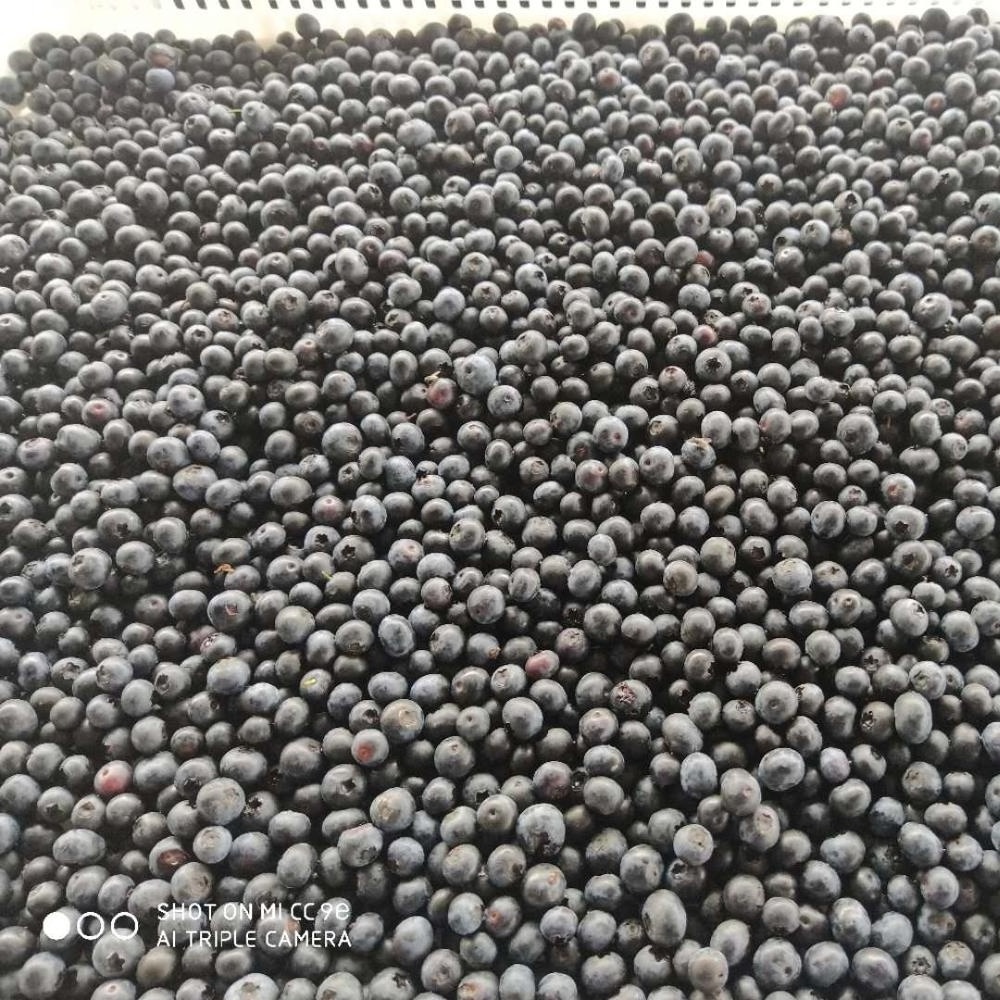 Good Quality Hot Sale BRC Certified Frozen Blueberry New Harvest