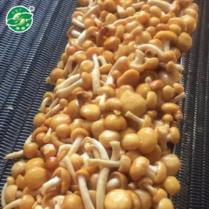 wholesale frozen nameko mushroom