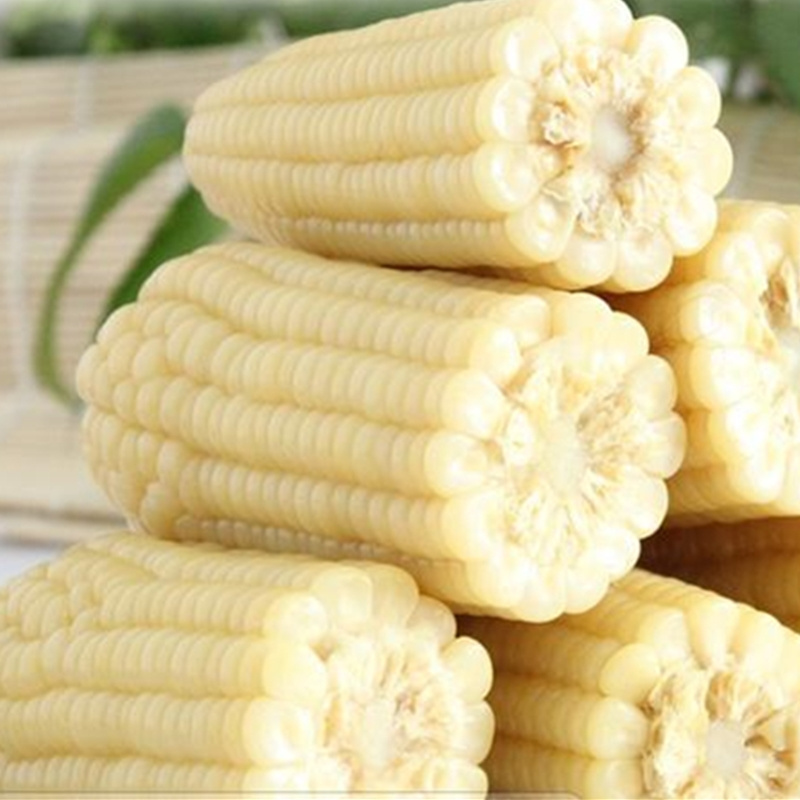 Bulk Frozen Corn Cob with best price IQF Sweet Corn Cob