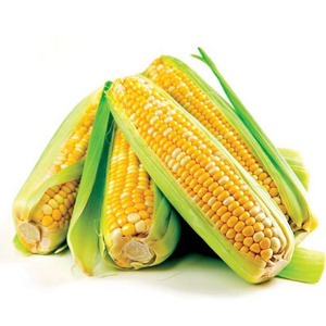 frozen sweet corn kernels IQF Frozen Grain Waxy Glutinous Colorful Organic Corn Cob