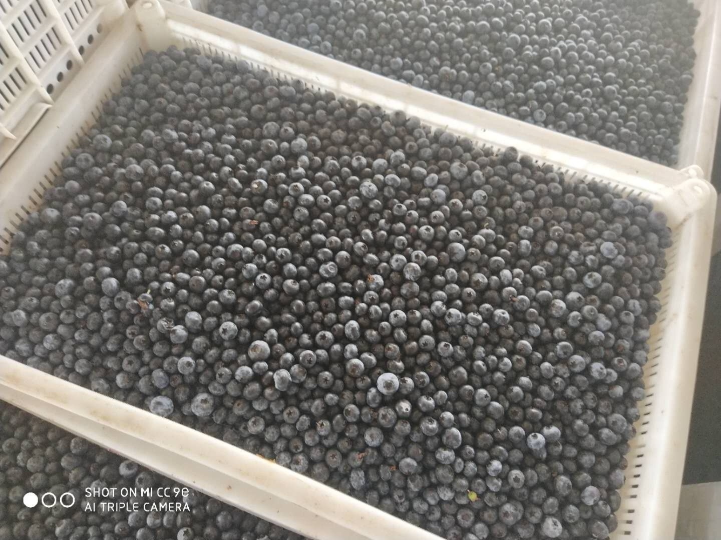 Good Quality Hot Sale BRC Certified Frozen Blueberry New Harvest