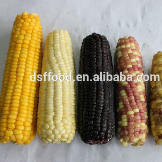 New Season IQF Frozen Grain Yellow Sweet Corn Cob Wholesale Frozen Sweet Corn