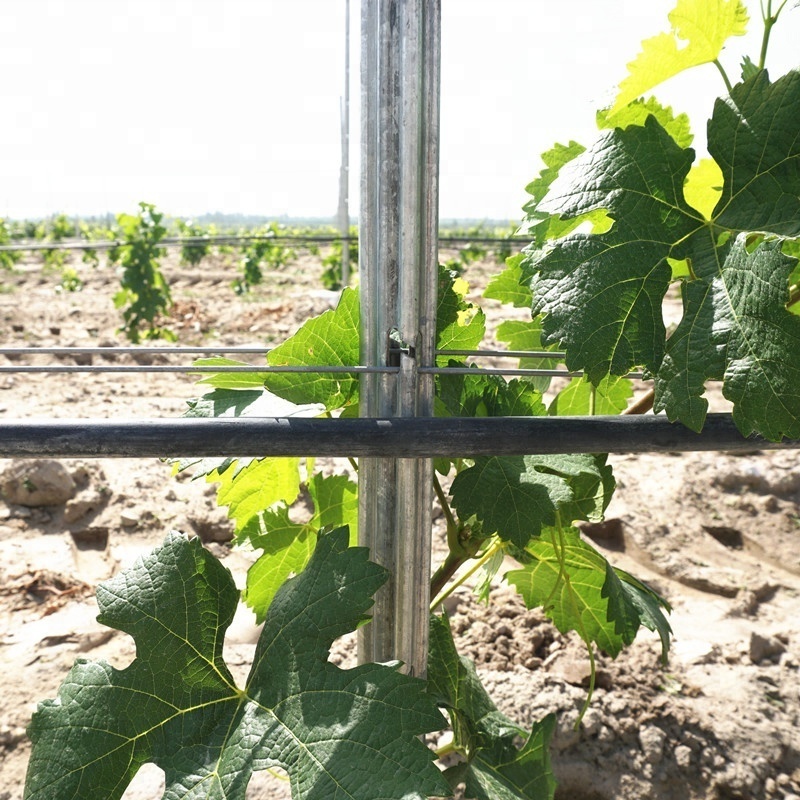 275g/m2 Hot Dipped Galvanized Metal Poles for Vineyard Trellis