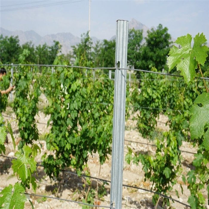 2024 Vine plants vineyard grape stake/vineyard grape metal trellis post for sale