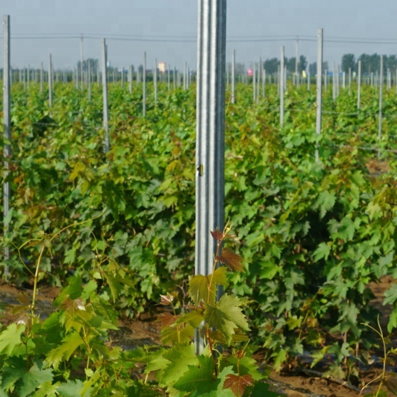 275g/m2 Hot Dipped Galvanized Metal Poles for Vineyard Trellis