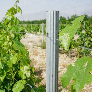 275g/m2 Hot Dipped Galvanized Metal Poles for Vineyard Trellis