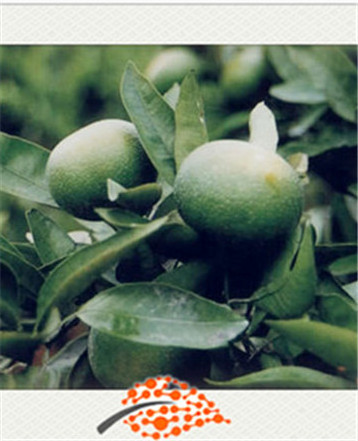 Citrus Aurantium Extract Citrus Bioflavonoids Bitter Orange Peel Extract.