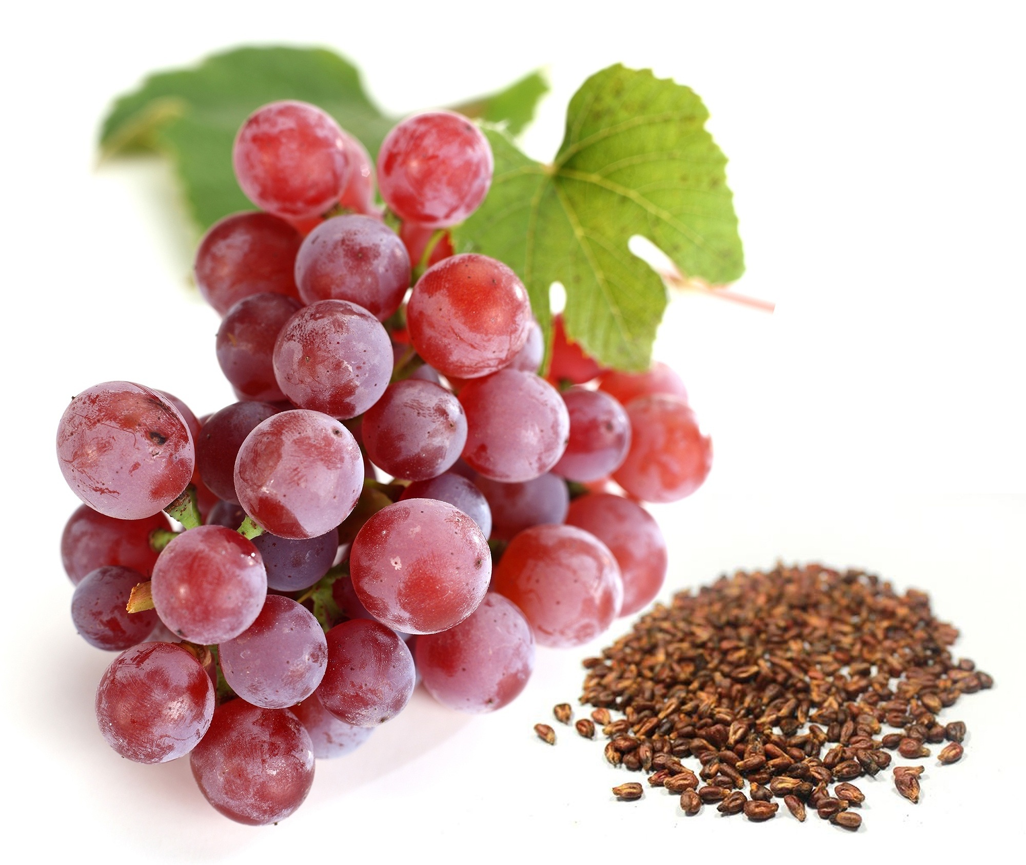 High Quality Procyanidin OPC Grape Seed Extract 95%98% Proanthocyanidins