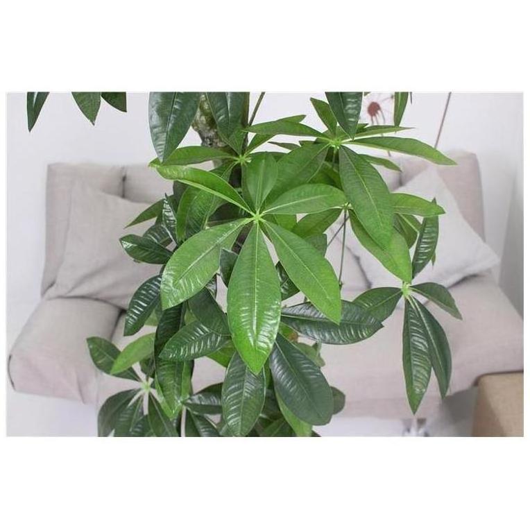 Artificial Car Flower plantas artificial White Trees High Quality Decorative Wholesale Artificial Mangrove Tree