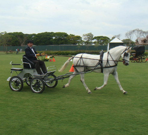 Luxury two wheel Marathon horse cart/Training Saddle Box