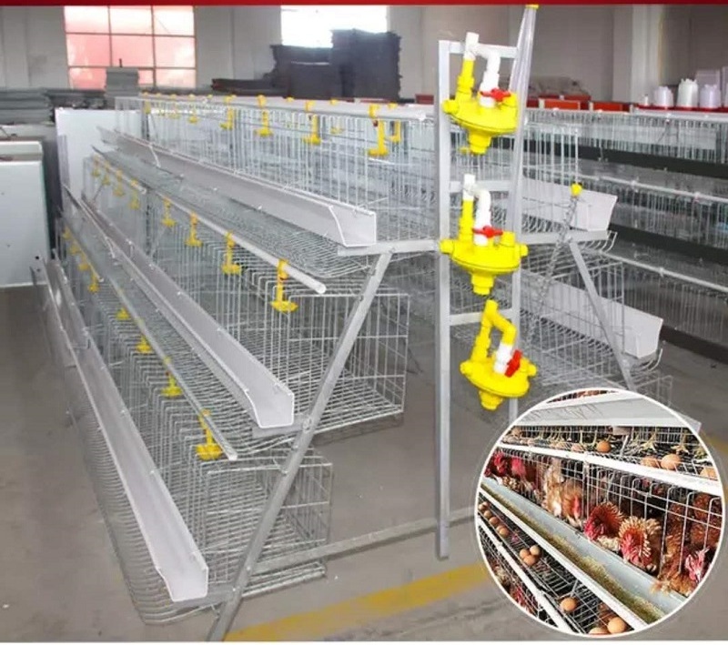 poultry  pigeon quail breeding layer battery cage with auto water system