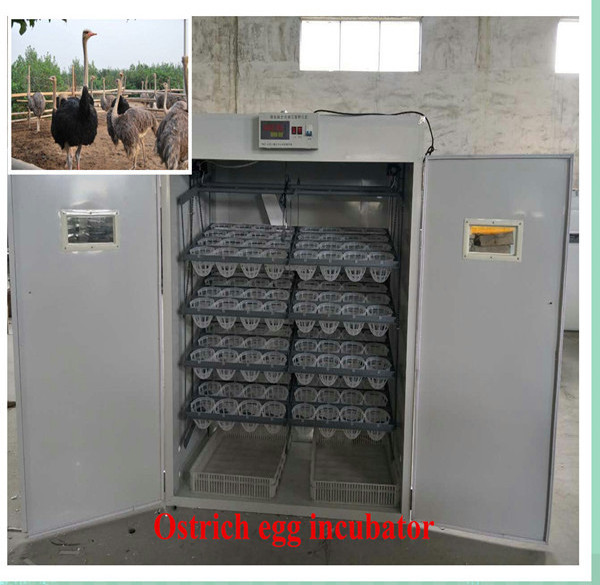 Good quality automatic 48 egg ostrich incubator thailand ostrich eggs