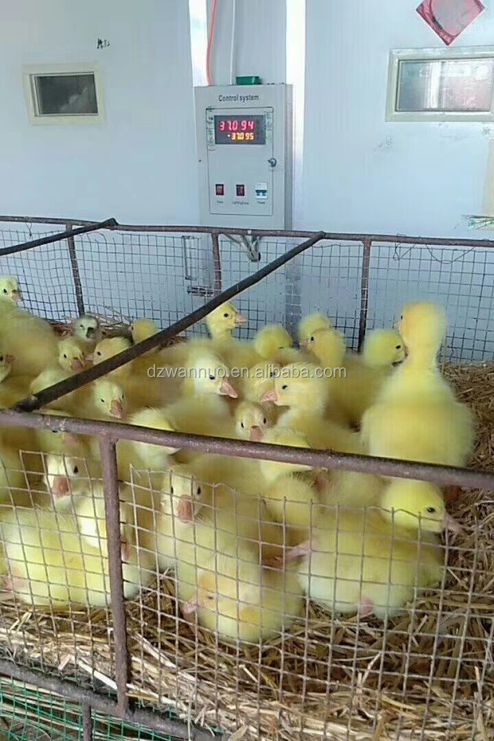 Automatic 1056 egg incubator 500 1000  chicken eggs Incubator 1000 eggs Setter and  hatcher  combined machine