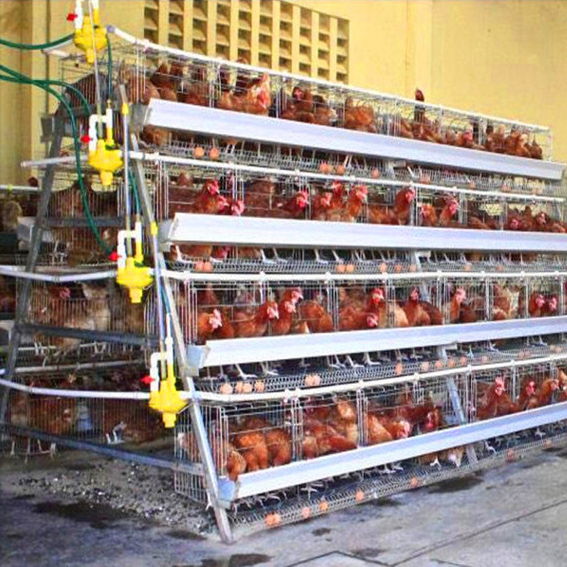 Poultry cage laying hen broiler chicken cage large capacity poultry farm automatic chicken cage with egg pick up system